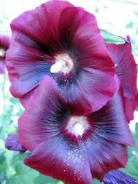 Attēlu rezultāti vaicājumam “Alcea rosea flower”