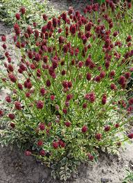 Image result for Sanguisorba minor