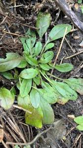 Attēlu rezultāti vaicājumam “Myosotis sparsiflora”