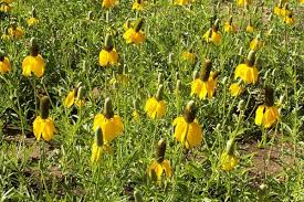 Image result for Ratibida columnifera