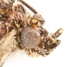 Attēlu rezultāti vaicājumam “Protodeltote pygarga”