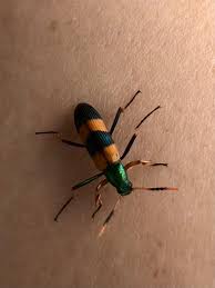 Attēlu rezultāti vaicājumam “Tenebrionidae”