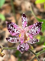 Image result for Tricyrtis `Black Beauty`