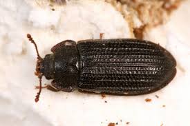 Attēlu rezultāti vaicājumam “Grynocharis oblonga”