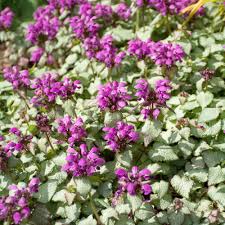 Attēlu rezultāti vaicājumam “Lamium maculatum”