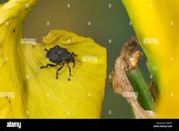 Attēlu rezultāti vaicājumam “Mononychus punctumalbum”