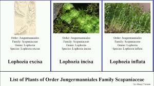 Attēlu rezultāti vaicājumam “Anastrophyllum minutum”