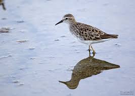 Image result for Calidris subminuta