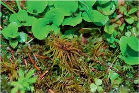 Attēlu rezultāti vaicājumam “Paludella squarrosa sporophyte”