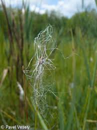 Attēlu rezultāti vaicājumam “Trichophorum alpinum”
