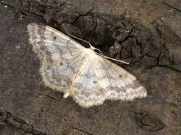 Attēlu rezultāti vaicājumam “Idaea biselata”