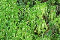 Attēlu rezultāti vaicājumam “Sphagnum fimbriatum”