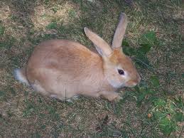 Brown Bunny Photograph by Richard Bryce - Brown Bunny Fine Art ... - brown-bunny-richard-bryce