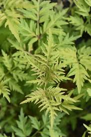 Attēlu rezultāti vaicājumam “Sambucus racemosa leaf”