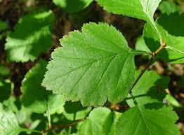 Attēlu rezultāti vaicājumam “Crataegus submollis”