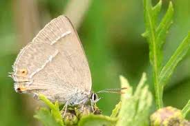 Attēlu rezultāti vaicājumam “Favonius quercus”