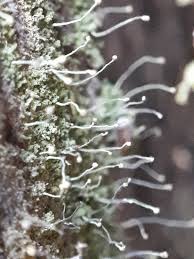 Attēlu rezultāti vaicājumam “Chaenotheca brachypoda”