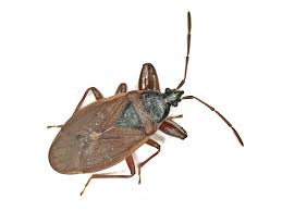 Attēlu rezultāti vaicājumam “Gastrodes grossipes”