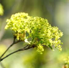 Attēlu rezultāti vaicājumam “Acer platanoides flower”