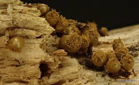 Attēlu rezultāti vaicājumam “Trichia crateriformis”