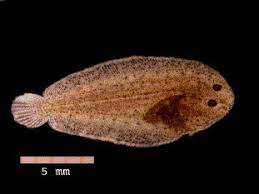 Image result for Solea solea