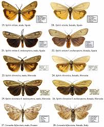 Attēlu rezultāti vaicājumam “Spiris striata”