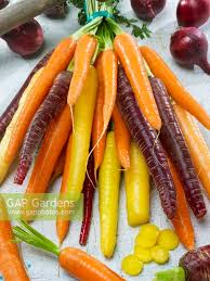 Attēlu rezultāti vaicājumam “Daucus sativus”