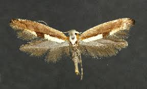 Attēlu rezultāti vaicājumam “Argyresthia semifusca”