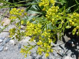 Image result for Isatis tinctoria