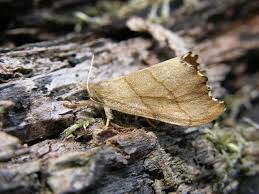 Attēlu rezultāti vaicājumam “Falcaria lacertinaria”