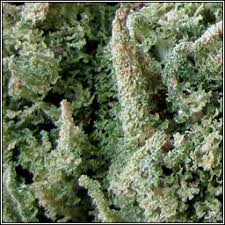 Attēlu rezultāti vaicājumam “Cladonia squamosa”