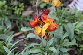 Image result for Cheiranthus cheiri