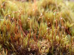 Attēlu rezultāti vaicājumam “Dicranella staphylina”