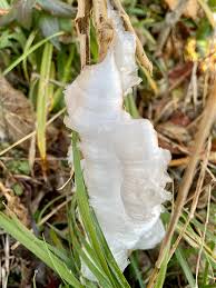 Attēlu rezultāti vaicājumam “Frost Flowers”