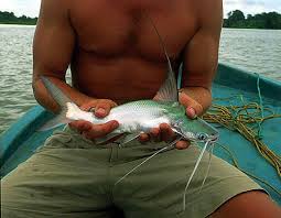 Image result for Bagre marinus