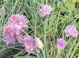 Image result for Allium schoenoprasum