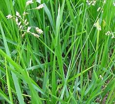 Attēlu rezultāti vaicājumam “Hierochloe odorata”