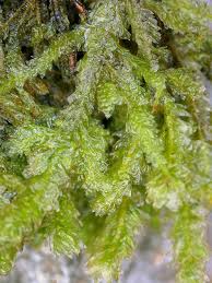 Attēlu rezultāti vaicājumam “Neckera complanata”