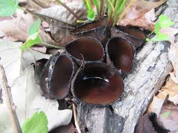 Attēlu rezultāti vaicājumam “Craterium sp.”