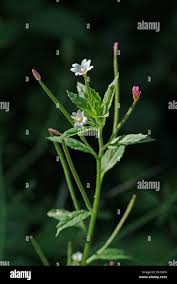 Attēlu rezultāti vaicājumam “Epilobium roseum flower”