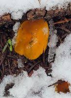 Attēlu rezultāti vaicājumam “Caloscypha fulgens”