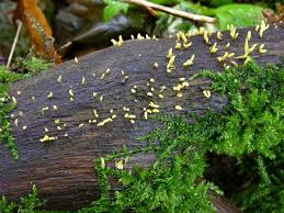 Attēlu rezultāti vaicājumam “Calocera cornea”
