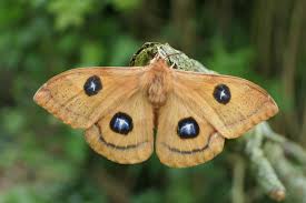 Attēlu rezultāti vaicājumam “Aglia tau”