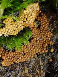 Attēlu rezultāti vaicājumam “Polycephalomyces tomentosus”