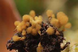 Attēlu rezultāti vaicājumam “Hemitrichia calyculata”