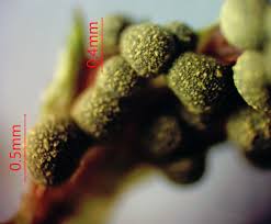 Attēlu rezultāti vaicājumam “Licea pusilla”