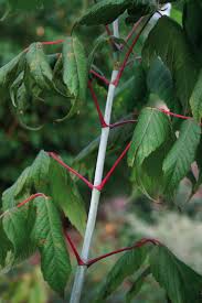 Attēlu rezultāti vaicājumam “Acer negundo fruit”