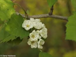 Attēlu rezultāti vaicājumam “Crataegus x macrocarpa”