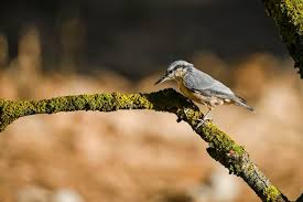 Attēlu rezultāti vaicājumam “Sitta europaea nest”