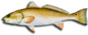 Image result for Sciaenops ocellatus